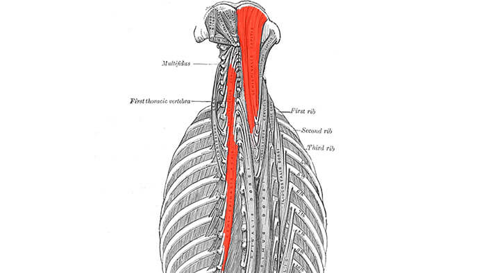 Semispinalis Anatomy