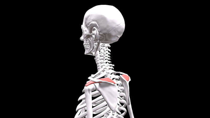 Supraspinatus Anatomy