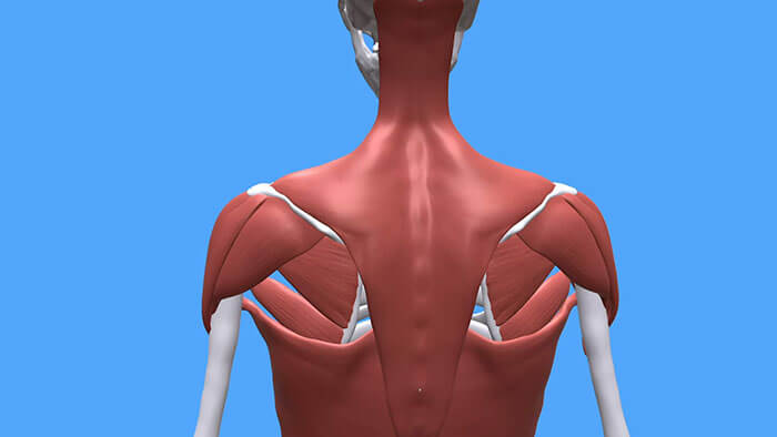 Anatomy of the infraspinatus muscle